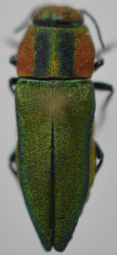 Réf. 274 705 : Anthaxia hungarica